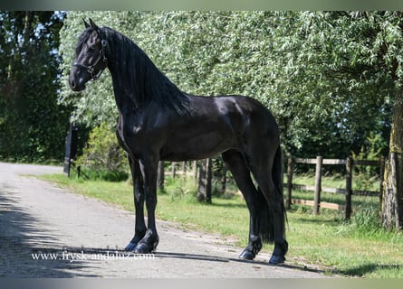 Friesen, Stute, 3 Jahre, 165 cm, Rappe