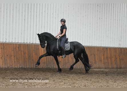 Friesen, Stute, 3 Jahre, 169 cm, Rappe