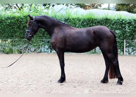 Friesen, Stute, 3 Jahre, Rappe
