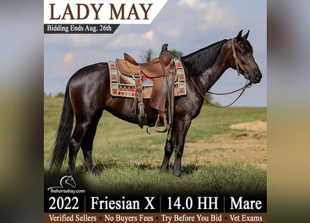 Friesen, Stute, 4 Jahre, 142 cm, Rappe