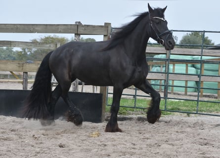 Friesen, Stute, 4 Jahre, 158 cm, Rappe