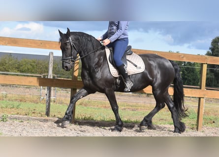 Friesen, Stute, 4 Jahre, 158 cm, Rappe