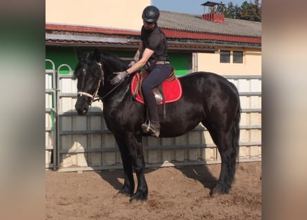 Friesen Mix, Stute, 4 Jahre, 158 cm, Rappe