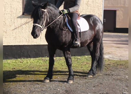 Friesen Mix, Stute, 4 Jahre, 158 cm, Rappe