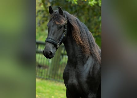 Friesen, Stute, 4 Jahre, 162 cm
