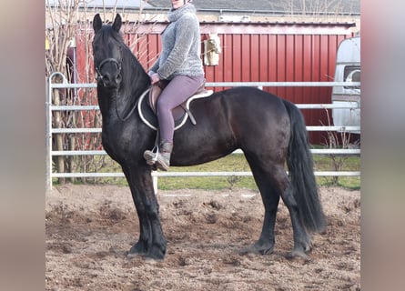 Friesen, Stute, 4 Jahre, 162 cm, Rappe