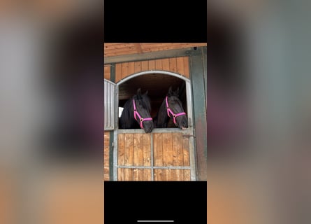 Friesen, Stute, 4 Jahre, 164 cm, Rappe