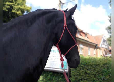 Friesen, Stute, 4 Jahre, 165 cm, Rappe