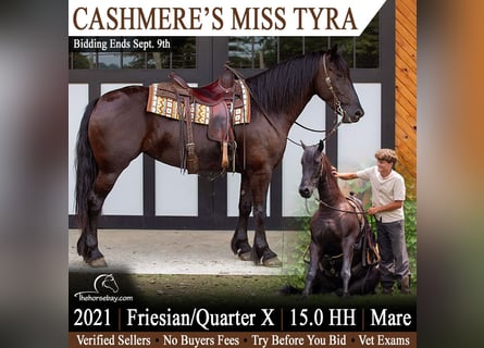Friesen Mix, Stute, 5 Jahre, 152 cm, Rappe