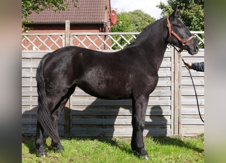 Friesen Mix, Stute, 5 Jahre, 154 cm