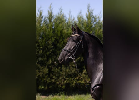 Friesen, Stute, 5 Jahre, 158 cm, Rappe
