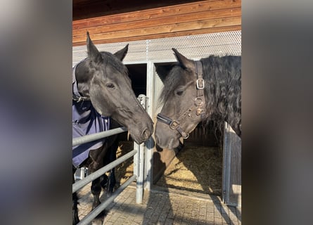 Friesen, Stute, 5 Jahre, 162 cm, Rappe