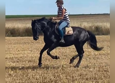 Friesen, Stute, 5 Jahre, 163 cm, Rappe