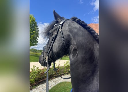 Friesen, Stute, 6 Jahre, 158 cm, Rappe
