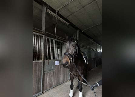 Friesen, Stute, 6 Jahre, 162 cm, Dunkelbrauner