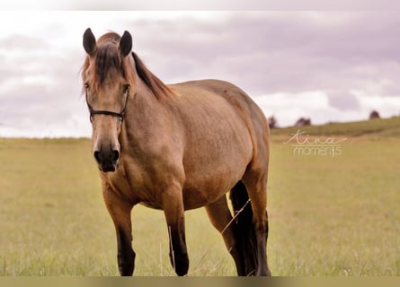 Friesen Mix, Stute, 7 Jahre, 154 cm, Falbe