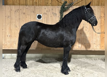 Friesen, Stute, 7 Jahre, 167 cm, Rappe