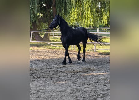 Friesen, Stute, 7 Jahre, 167 cm, Rappe
