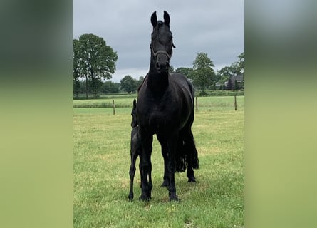 Friesen, Stute, 8 Jahre, 164 cm, Rappe