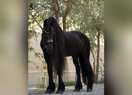 Friesen, Stute, 9 Jahre, 164 cm, Rappe