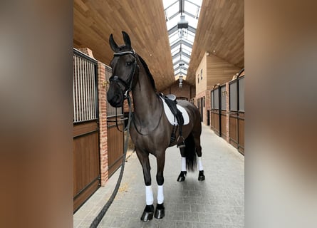 Friesen, Stute, 9 Jahre, 166 cm, Rappe