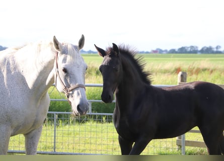 Friesen Mix, Stute, Fohlen (04/2024), Kann Schimmel werden