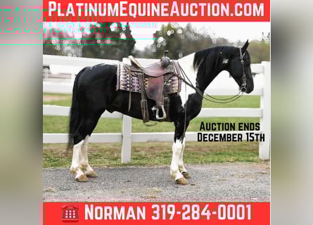 Friesen, Wallach, 11 Jahre, 163 cm, Tobiano-alle-Farben