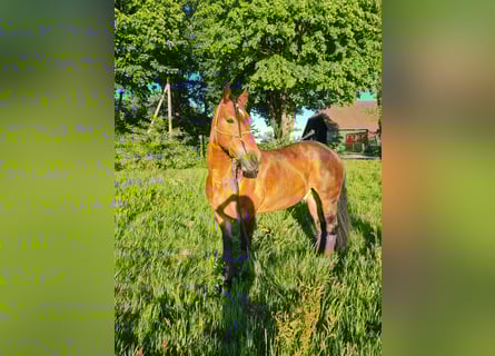 Friesen Mix, Wallach, 11 Jahre, 165 cm, Brauner