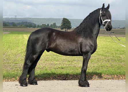 Friesen, Wallach, 12 Jahre, 160 cm, Rappe