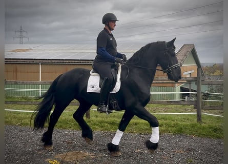 Friesen, Wallach, 12 Jahre, 165 cm, Rappe