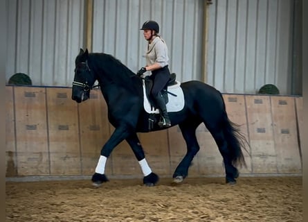 Friesen, Wallach, 13 Jahre, 165 cm, Rappe