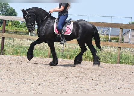 Friesen, Wallach, 16 Jahre, 163 cm, Rappe
