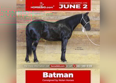 Friesen Mix, Wallach, 3 Jahre, 145 cm, Rappe