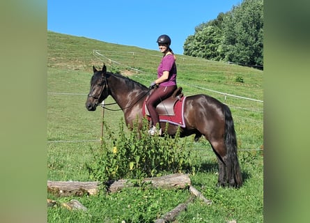 Friesen Mix, Wallach, 3 Jahre, 152 cm, Rappe