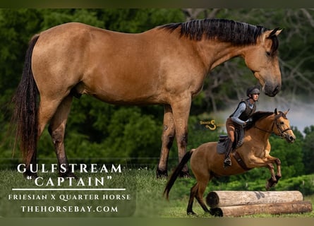 Friesen Mix, Wallach, 3 Jahre, 157 cm, Buckskin