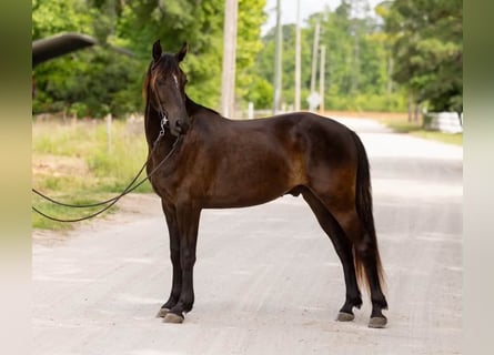 Friesen, Wallach, 3 Jahre, 157 cm, Rappe