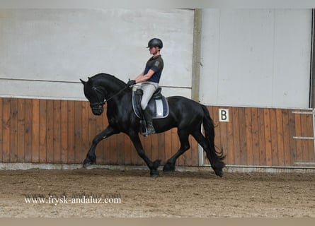 Friesen, Wallach, 3 Jahre, 160 cm, Rappe