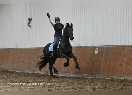 Friesen, Wallach, 3 Jahre, 165 cm, Rappe