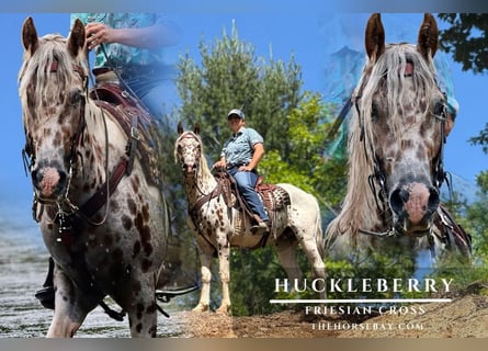 Friesen Mix, Wallach, 4 Jahre, 157 cm, Rotbrauner