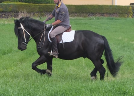 Friesen Mix, Wallach, 4 Jahre, 158 cm, Rappe