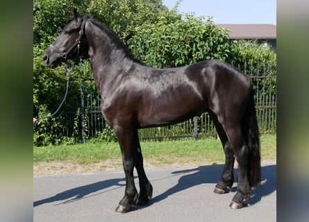 Friesen Mix, Wallach, 4 Jahre, 158 cm, Rappe