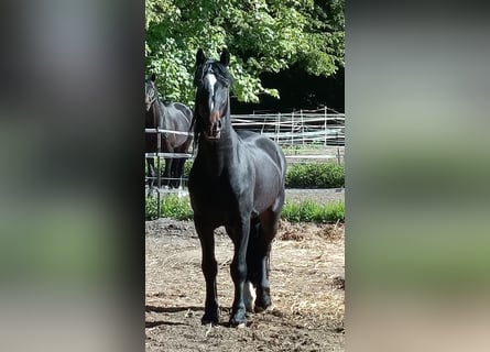 Friesen, Wallach, 4 Jahre, 161 cm, Schwarzbrauner