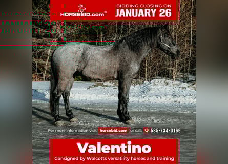 Friesen, Wallach, 4 Jahre, 168 cm, Roan-Blue