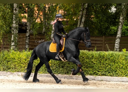 Friesen, Wallach, 4 Jahre, 170 cm, Rappe