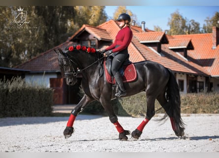 Friesen, Wallach, 4 Jahre, 170 cm, Rappe