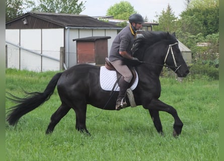 Friesen Mix, Wallach, 5 Jahre, 158 cm, Rappe