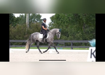 Friesen, Wallach, 5 Jahre, 158 cm, Schimmel