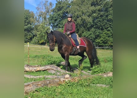 Friesen, Wallach, 5 Jahre, 165 cm, Rappe