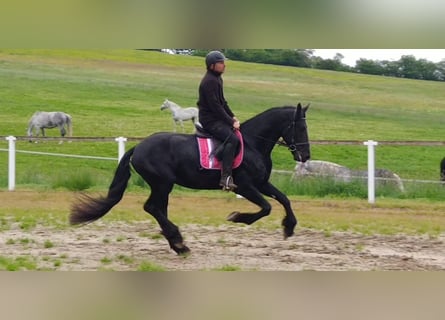 Friesen, Wallach, 5 Jahre, 166 cm, Rappe