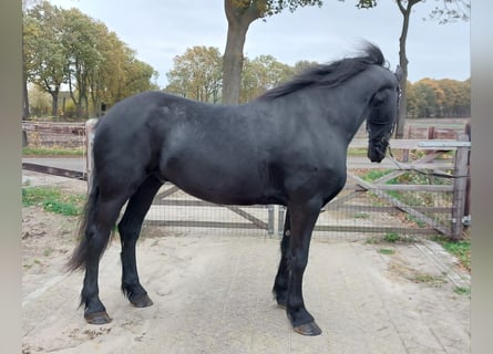 Friesen, Wallach, 5 Jahre, 167 cm, Rappe